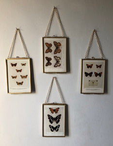 NEW - Framed 1920's Butterfly Bookplate, Marbled White