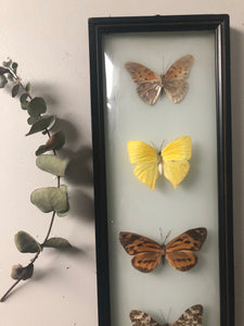 Vintage Butterfly Frame
