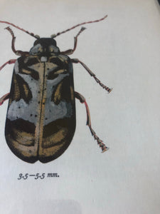 1960s Beetle Print, Blue
