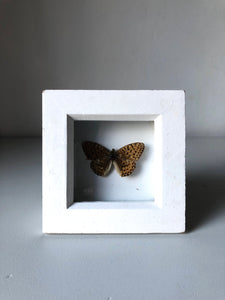 Small Vintage Butterfly in White Box Frame