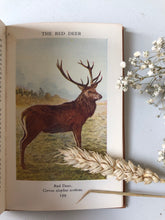 Load image into Gallery viewer, Observer Book of British Wild Animals