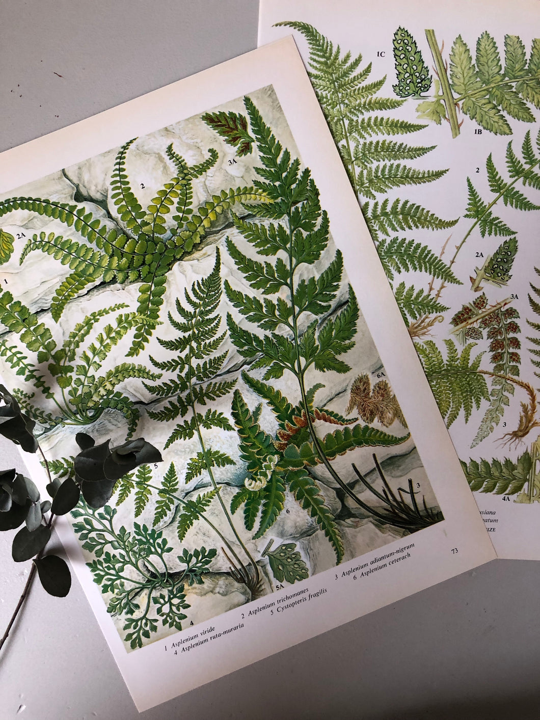 Pair of Vintage Botanical Fern prints