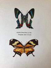 Load image into Gallery viewer, Original Butterfly Bookplate, Ancyluris Formosissima