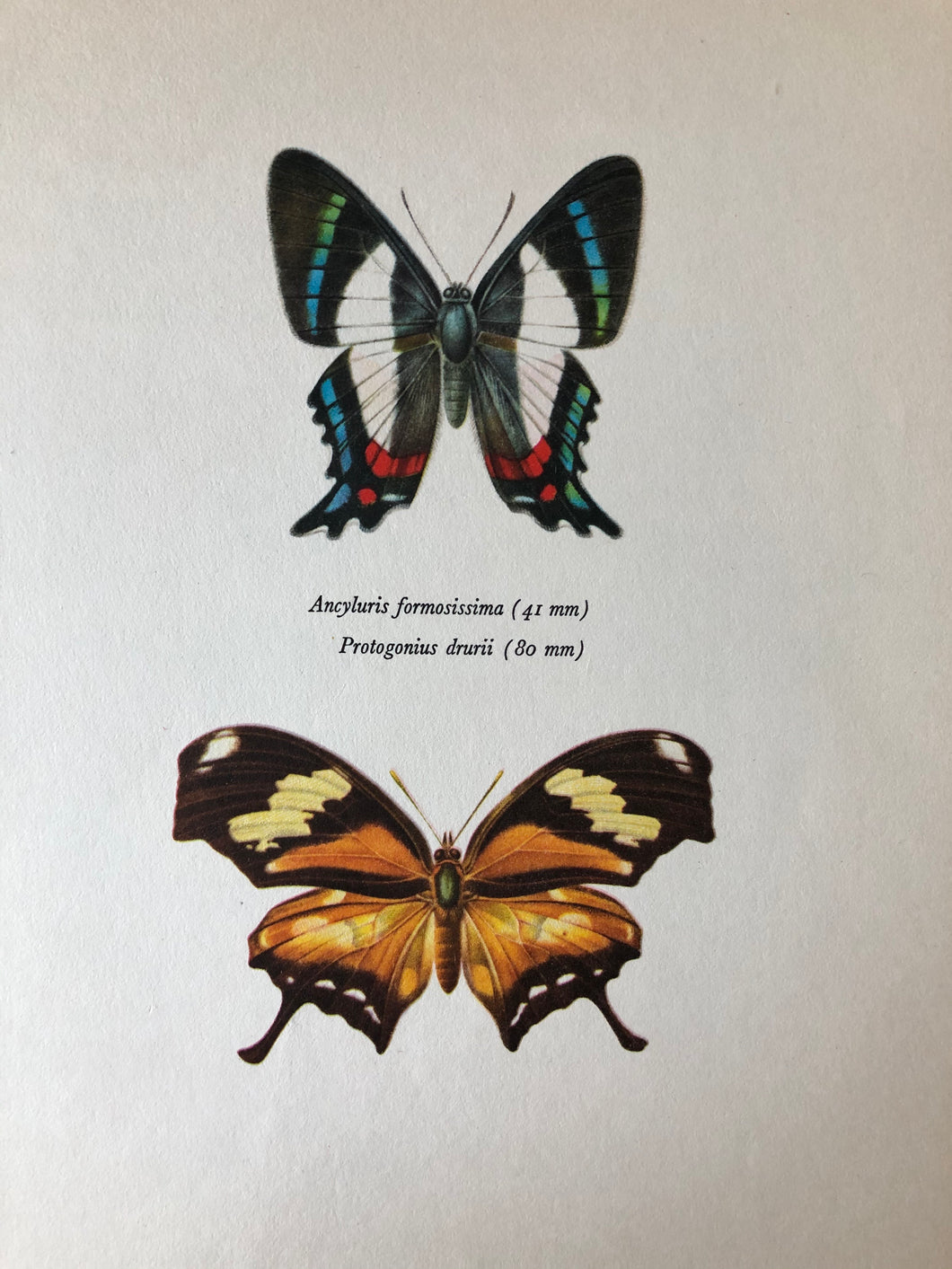 Original Butterfly Bookplate, Ancyluris Formosissima