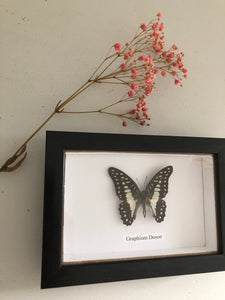 Vintage Framed Butterfly, Graphium Doson