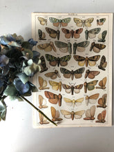 Load image into Gallery viewer, Original Butterfly/Moth Bookplate, Plate 15