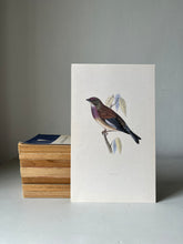 Load image into Gallery viewer, Vintage Bird Prints