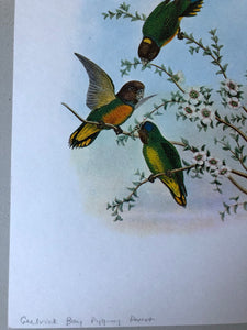 1970s Botanical Bird Bookplate