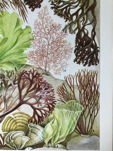 Vintage Sea Plant Print
