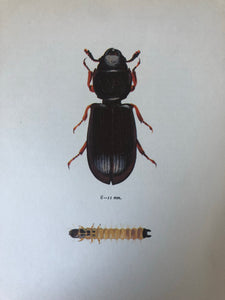 1960s Beetle Print, Clock Beetle