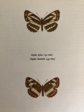 Load image into Gallery viewer, 1960s Butterfly Bookplate, Neptis Hylus
