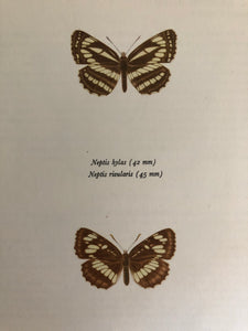 1960s Butterfly Bookplate, Neptis Hylus
