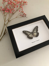 Load image into Gallery viewer, Vintage Framed Butterfly, Ideopsis