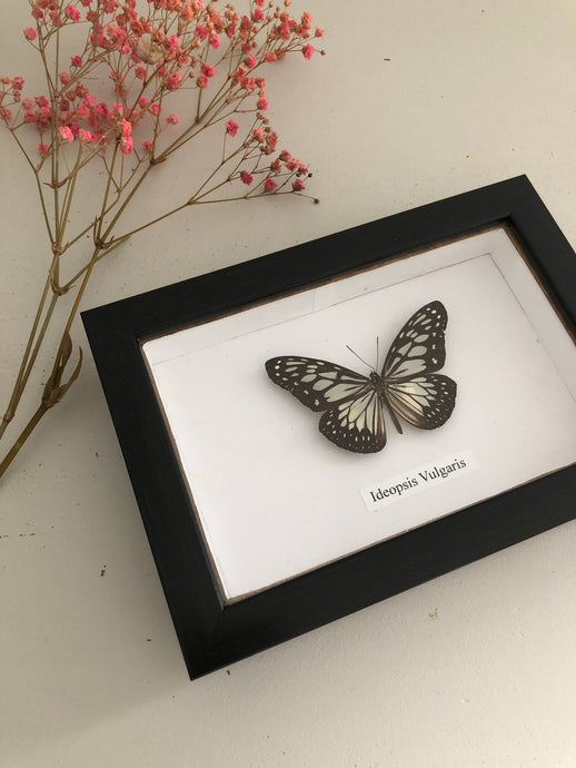 Vintage Framed Butterfly, Ideopsis