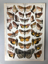 Load image into Gallery viewer, Original Butterfly/Moth Bookplate, Plate 19