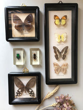 Load image into Gallery viewer, Set of four Antique Framed Vintage Butterflies