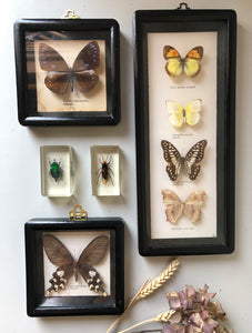 Set of four Antique Framed Vintage Butterflies