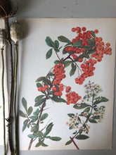 Load image into Gallery viewer, Original Red Berry Bookplate