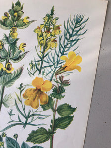 Vintage Yellow Flower bookplate, Yellow Rattle