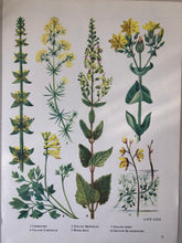 Load image into Gallery viewer, Vintage Yellow Flower bookplate, Wood Sage