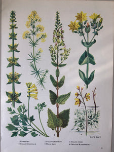 Vintage Yellow Flower bookplate, Wood Sage