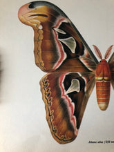 Load image into Gallery viewer, Vintage Moth Bookplate, Attacas Atlas