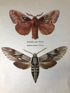 Vintage Bookplate, Dendrolimus Moth