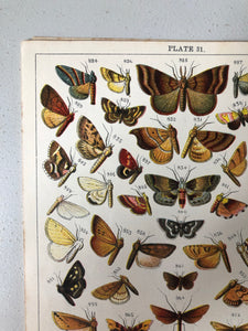 Original Butterfly/Moth Bookplate, Plate 31