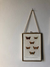 Load image into Gallery viewer, NEW - Framed 1920&#39;s Butterfly Bookplate, Swallow-tail