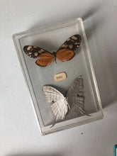 Load image into Gallery viewer, Vintage Butterfly specimens