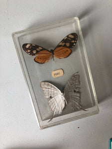 Vintage Butterfly specimens