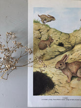 Load image into Gallery viewer, Vintage Wild Rabbits bookplate