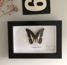 Load image into Gallery viewer, Vintage Framed Butterfly, Graphium Doson
