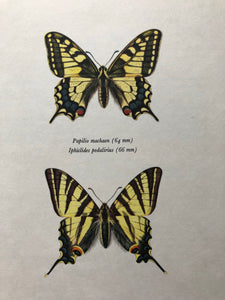 Vintage Butterfly Print, Papilio Machaon