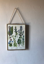 Load image into Gallery viewer, Vintage Botanical Print, Meadow Clary