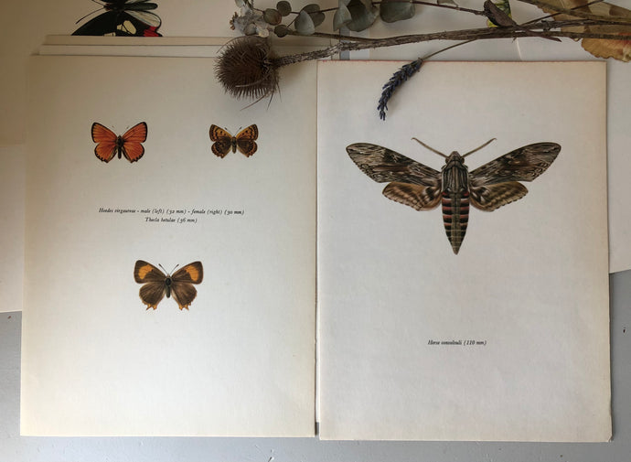 Pair of Vintage Butterfly Bookplates / Prints, Thecla Betulae