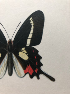 Vintage Butterfly Print, Papilio Lisythous