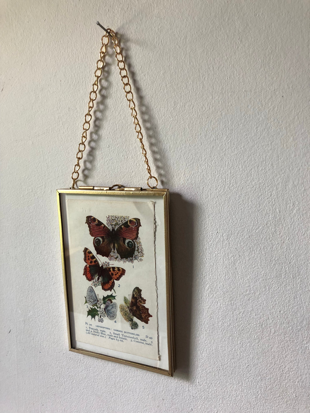 Framed 1920's Garden Butterflies Bookplate