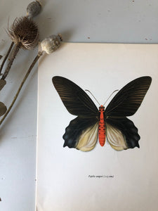 Vintage Butterfly Bookplate / Print, Papilio Semperi