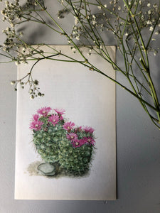 1950s Botanical Cacti Print, Double Pink