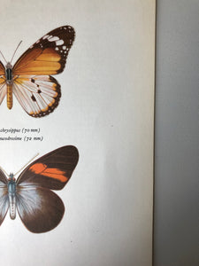 Original Butterfly Bookplate, Danaus chrysippus