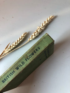 1930s Observer Book of British Wild Flowers