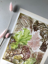 Load image into Gallery viewer, Vintage Sea Plant Print