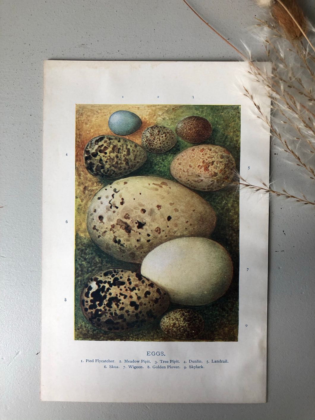 1920s Original Bookplate, Eggs - Skylark