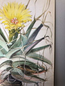 1950s Botanical Succulent Print with Flower