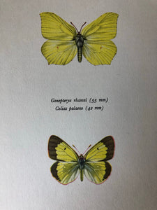 Pair of Vintage Butterfly Bookplates / Prints, Colias Palaeno