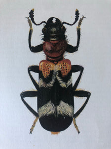 1960s Beetle Print, Patterned
