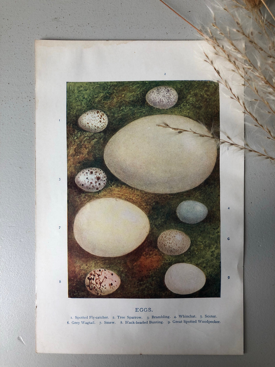 1920s Original Bookplate, Eggs - Tree Sparrow