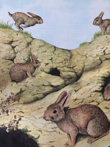 Vintage Wild Rabbits bookplate