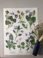 Load image into Gallery viewer, Vintage Botanical Print, Wild Pansy